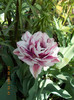 DSCN0750_resize