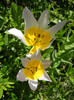 Tulipa Lilac Wonder (2012, April 25)