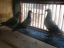 Pigeons 036