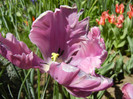 Tulipa Rai (2012, April 25)