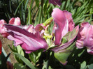 Tulipa Rai (2012, April 25)