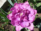 P1000453