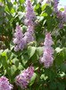 Syringa vulgaris_Lilac (2012, April 25)