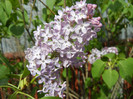 Syringa vulgaris_Lilac (2012, April 25)