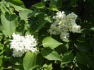 White Lilac Tree (2012, April 25)