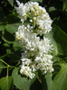 White Lilac Tree (2012, April 25)