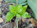 Blue Hydrangea (2012, April 16)