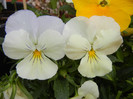 Pansies (2012, April 25)