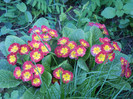 Primula polyanthus Red (2012, April 25)