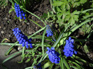 Muscari - Zambile motate