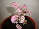 hypoestes