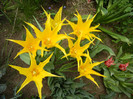 Tulipa Cistula (2012, April 26)