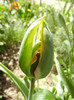 Tulipa Green River (2012, April 25)