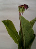 primula