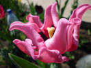 P1000459