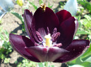 P1000461