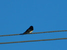 DSCN3767