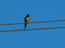 DSCN3769