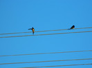 DSCN3773