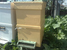 PRIMUL COLECTOR