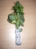 kalanchoe si leandru