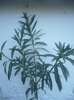 P1110193