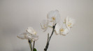 alte orhidee 005