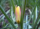 Tulipa clusiana Chrysantha (2012, Apr.27)