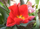 Tulipa Bastogne Parrot (2012, April 25)