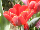 Tulipa Bastogne Parrot (2012, April 26)