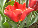 Tulipa Bastogne Parrot (2012, April 26)