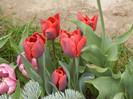 Tulipa Bastogne Parrot (2012, April 26)