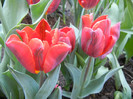 Tulipa Bastogne Parrot (2012, April 27)