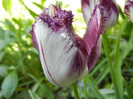 Barbados TBV, broken tulip 27apr12