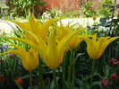 Tulipa Cistula (2012, April 27)