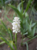 Muscari botryoides Album (2012, Apr.26)