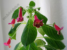 NEW - Kohleria Alida