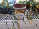 rhypsalis hatiora salicornioides