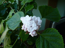 24 apr