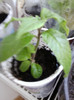 cestrum elegans