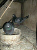 DSCF0897