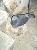 DSCF0900
