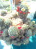 mammillaria plorifera