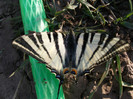 DSCF1446