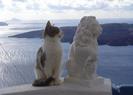 Pisi statuie