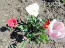DSCN1958