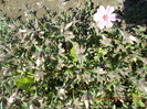 phlox subulata
