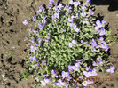 campanula