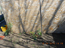 DSCN2009