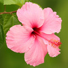 hibiscus[1]